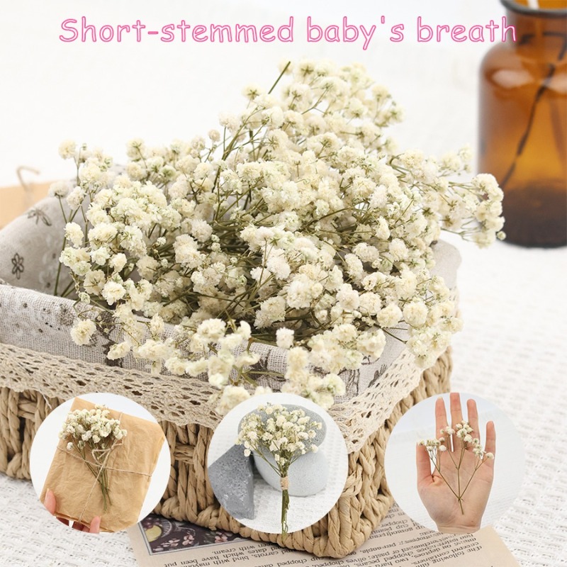 50pcs Natural Dried Gypsophila - Florist Supply Vases 评论和价格
