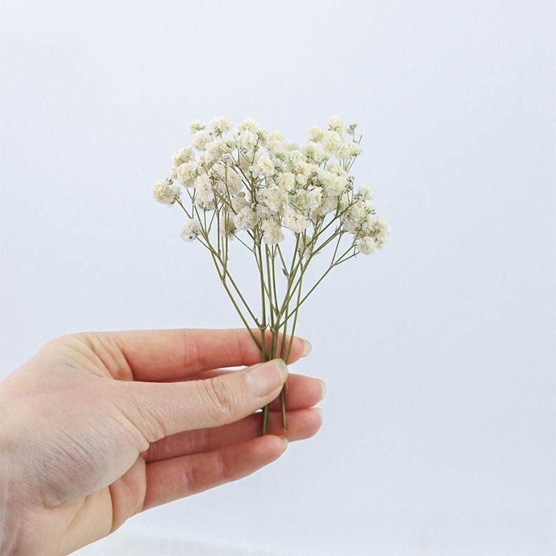 50pcs Natural Dried Gypsophila - Florist Supply Vases 评论和价格